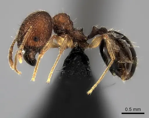 Pheidole analavelona specimen CASENT0024064 image casent0024064_3