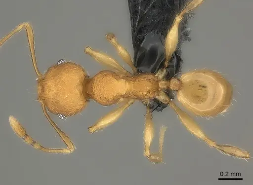 Pheidole analavelona specimen CASENT0032137 image casent0032137_1