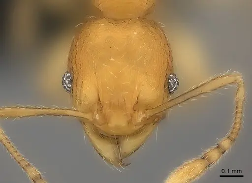 Pheidole analavelona specimen CASENT0032137 image casent0032137_2