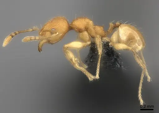 Pheidole analavelona specimen CASENT0032137 image casent0032137_3