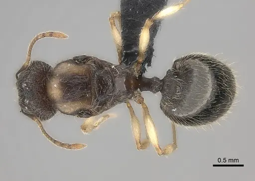 Pheidole analavelona specimen CASENT0032140 image casent0032140_1