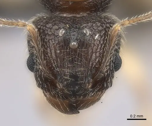 Pheidole analavelona specimen CASENT0032140 image casent0032140_2