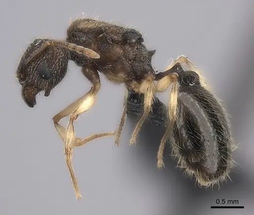 Pheidole analavelona specimen CASENT0032140 image casent0032140_3