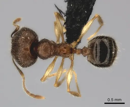 Pheidole analavelona specimen CASENT0235056 image casent0235056_1
