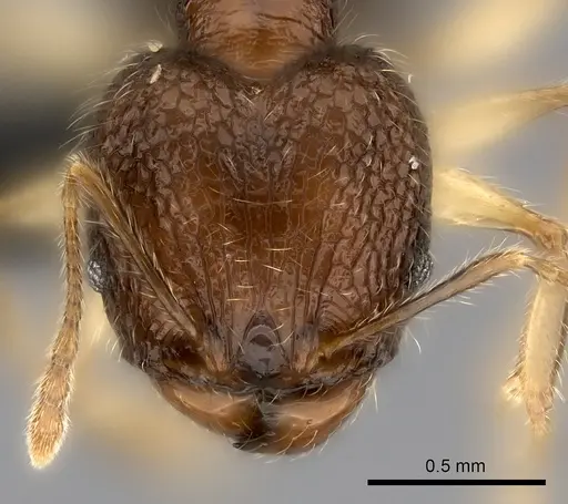 Pheidole analavelona specimen CASENT0235056 image casent0235056_2