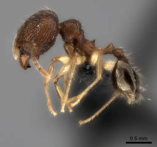 Pheidole analavelona specimen CASENT0235056 image casent0235056_3