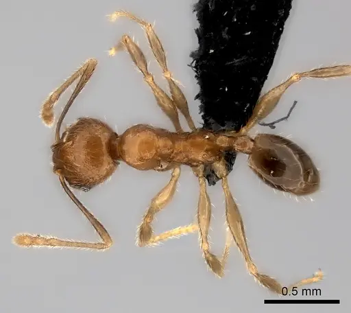 Pheidole analavelona specimen CASENT0491705 image casent0491705_1