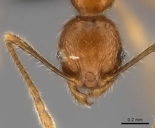 Pheidole analavelona specimen CASENT0491705 image casent0491705_2