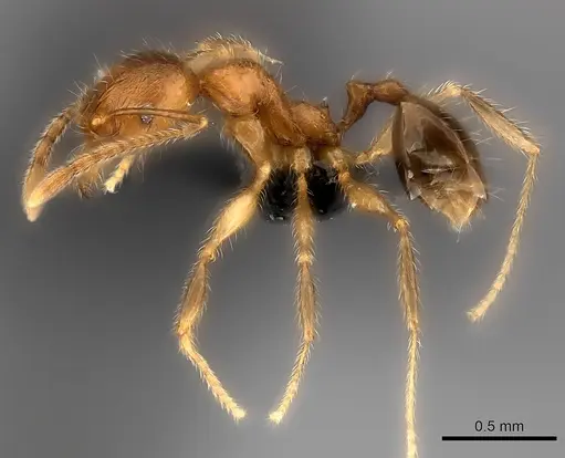 Pheidole analavelona specimen CASENT0491705 image casent0491705_3