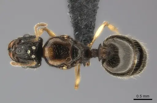 Pheidole analavelona specimen CASENT0491707 image casent0491707_1