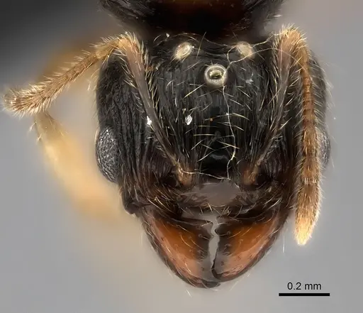 Pheidole analavelona specimen CASENT0491707 image casent0491707_2