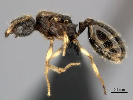Pheidole analavelona specimen CASENT0491707 image casent0491707_3