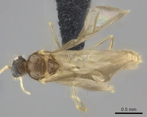 Pheidole analavelona specimen CASENT0491709 image casent0491709_1