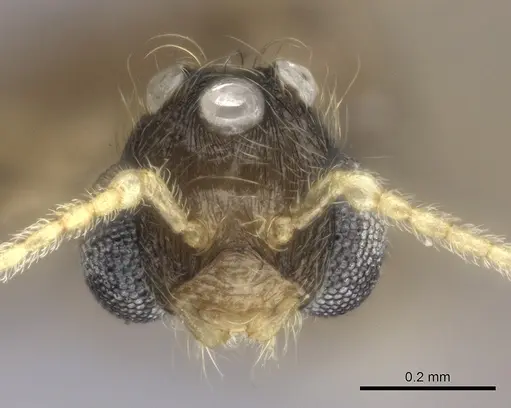 Pheidole analavelona specimen CASENT0491709 image casent0491709_2