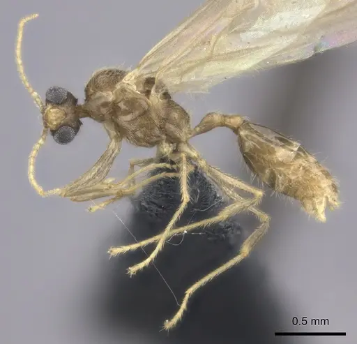 Pheidole analavelona specimen CASENT0491709 image casent0491709_3
