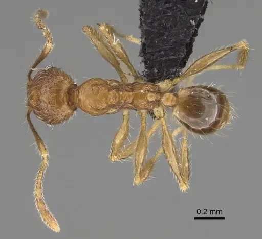 Pheidole analavelona specimen CASENT0491846 image casent0491846_1