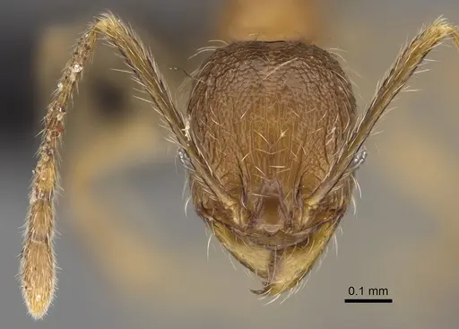 Pheidole analavelona specimen CASENT0491846 image casent0491846_2
