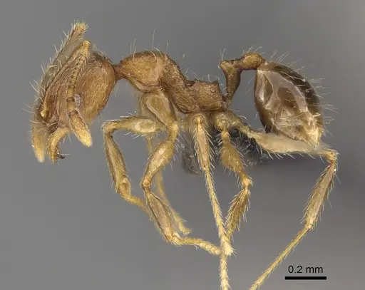 Pheidole analavelona specimen CASENT0491846 image casent0491846_3