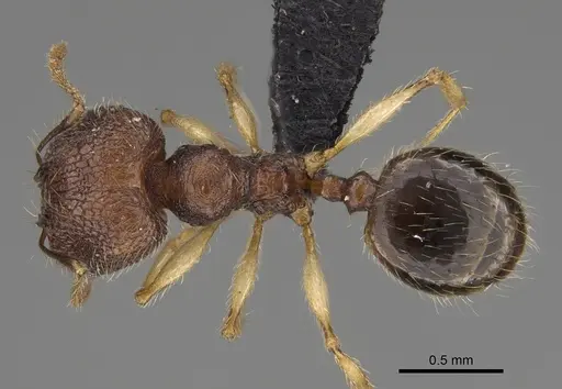 Pheidole analavelona specimen CASENT0491849 image casent0491849_1