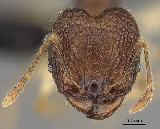 Pheidole analavelona specimen CASENT0491849 image casent0491849_2
