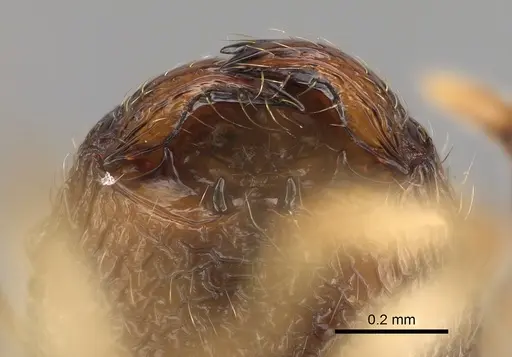 Pheidole analavelona specimen CASENT0491849 image casent0491849_3