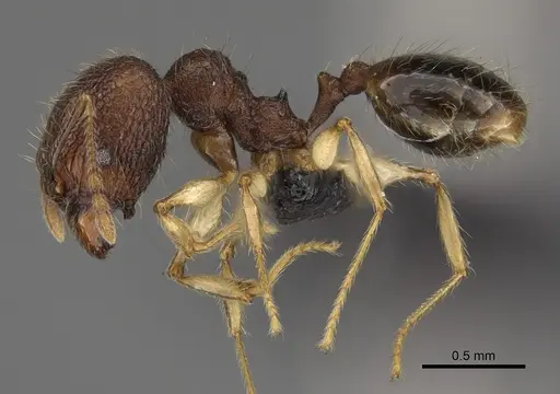Pheidole analavelona specimen CASENT0491849 image casent0491849_4