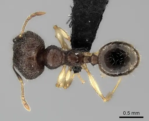 Pheidole analavelona specimen CASENT0498215 image casent0498215_1