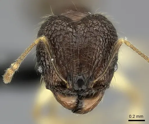 Pheidole analavelona specimen CASENT0498215 image casent0498215_2