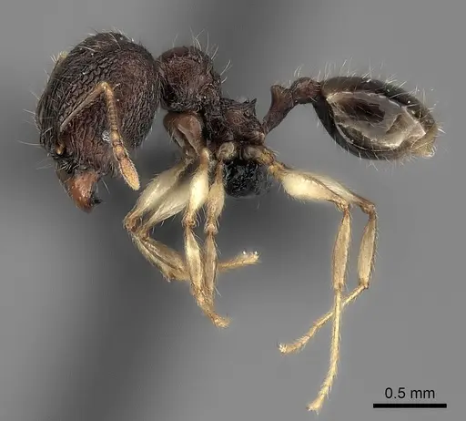 Pheidole analavelona specimen CASENT0498215 image casent0498215_3