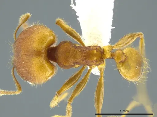 Pheidole anastasii specimen CASENT0613680 image casent0613680_1