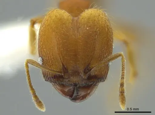 Pheidole anastasii specimen CASENT0613680 image casent0613680_2