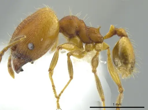 Pheidole anastasii specimen CASENT0613680 image casent0613680_3