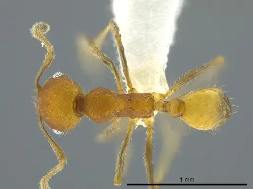 Pheidole anastasii specimen CASENT0619900 image casent0619900_1