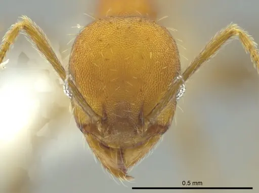 Pheidole anastasii specimen CASENT0619900 image casent0619900_2