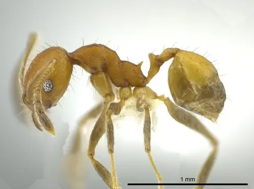 Pheidole anastasii specimen CASENT0619900 image casent0619900_3