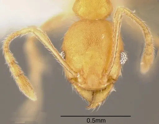 Pheidole anastasii specimen CASENT0635433 image casent0635433_1