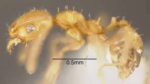 Pheidole anastasii specimen CASENT0635433 image casent0635433_2