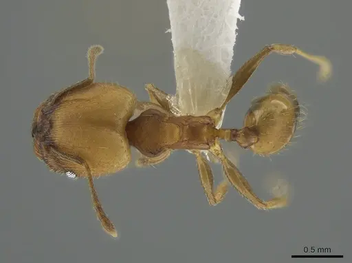 Pheidole anastasii specimen CASENT0637891 image casent0637891_1