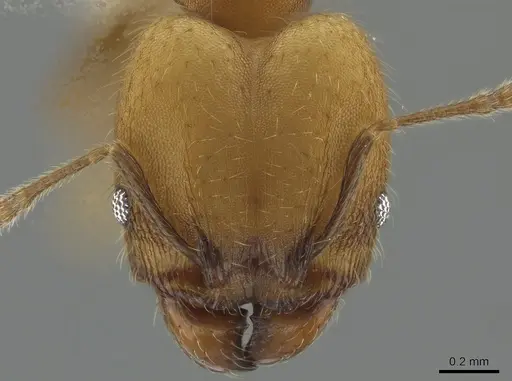 Pheidole anastasii specimen CASENT0637891 image casent0637891_2