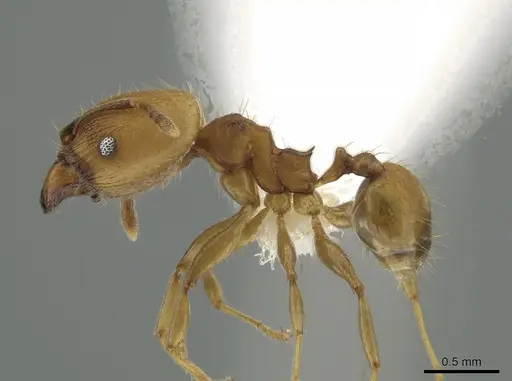 Pheidole anastasii specimen CASENT0637891 image casent0637891_3