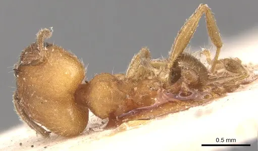 Pheidole anastasii specimen CASENT0904422 image casent0904422_1