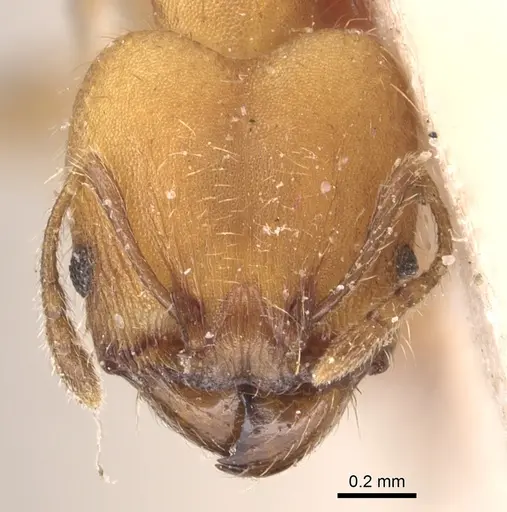Pheidole anastasii specimen CASENT0904422 image casent0904422_2