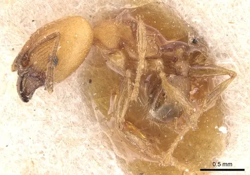 Pheidole anastasii specimen CASENT0904422 image casent0904422_3