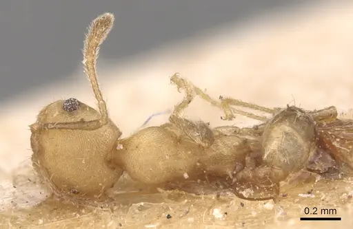 Pheidole anastasii specimen CASENT0904423 image casent0904423_1