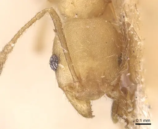 Pheidole anastasii specimen CASENT0904423 image casent0904423_2