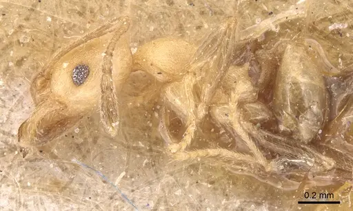 Pheidole anastasii specimen CASENT0904423 image casent0904423_3