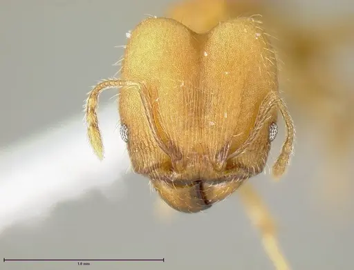 Pheidole anastasii specimen INBIOCRI001283142 image inbiocri001283142_1