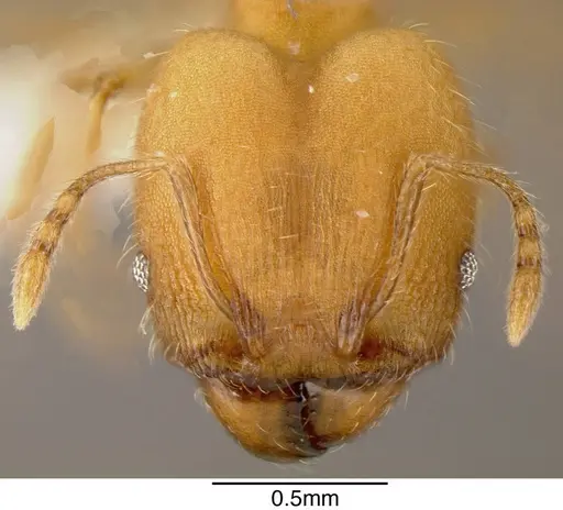 Pheidole anastasii specimen INBIOCRI001283143 image inbiocri001283143_1