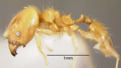 Pheidole anastasii specimen INBIOCRI001283143 image inbiocri001283143_2
