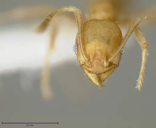 Pheidole anastasii specimen JTLC000015323 image jtlc000015323_1